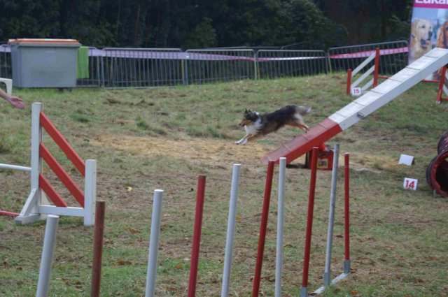 foire-haricots 2011-09-17et18